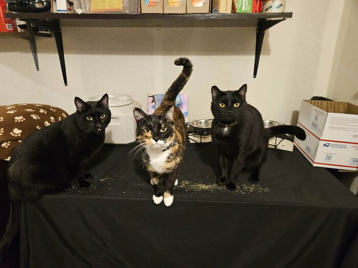 &ldquo;Council Of Cats&rdquo;: 80 Hilariously Adorable Cats Caught Planning Their Next Move (New Pics)