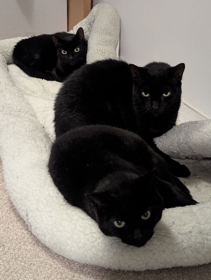 &ldquo;Council Of Cats&rdquo;: 80 Hilariously Adorable Cats Caught Planning Their Next Move (New Pics)