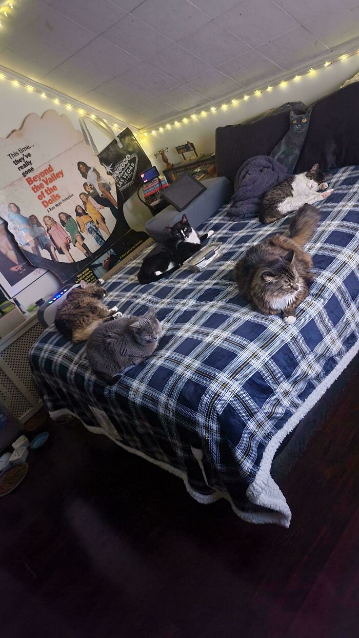 &ldquo;Council Of Cats&rdquo;: 80 Hilariously Adorable Cats Caught Planning Their Next Move (New Pics)