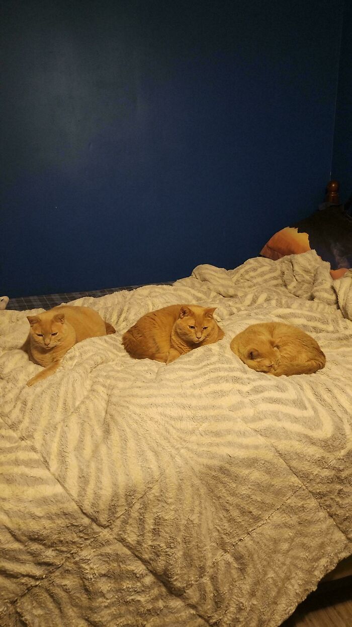 &ldquo;Council Of Cats&rdquo;: 80 Hilariously Adorable Cats Caught Planning Their Next Move (New Pics)