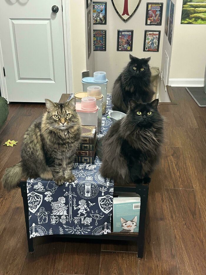 &ldquo;Council Of Cats&rdquo;: 80 Hilariously Adorable Cats Caught Planning Their Next Move (New Pics)