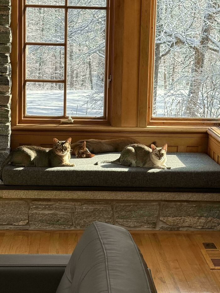 &ldquo;Council Of Cats&rdquo;: 80 Hilariously Adorable Cats Caught Planning Their Next Move (New Pics)