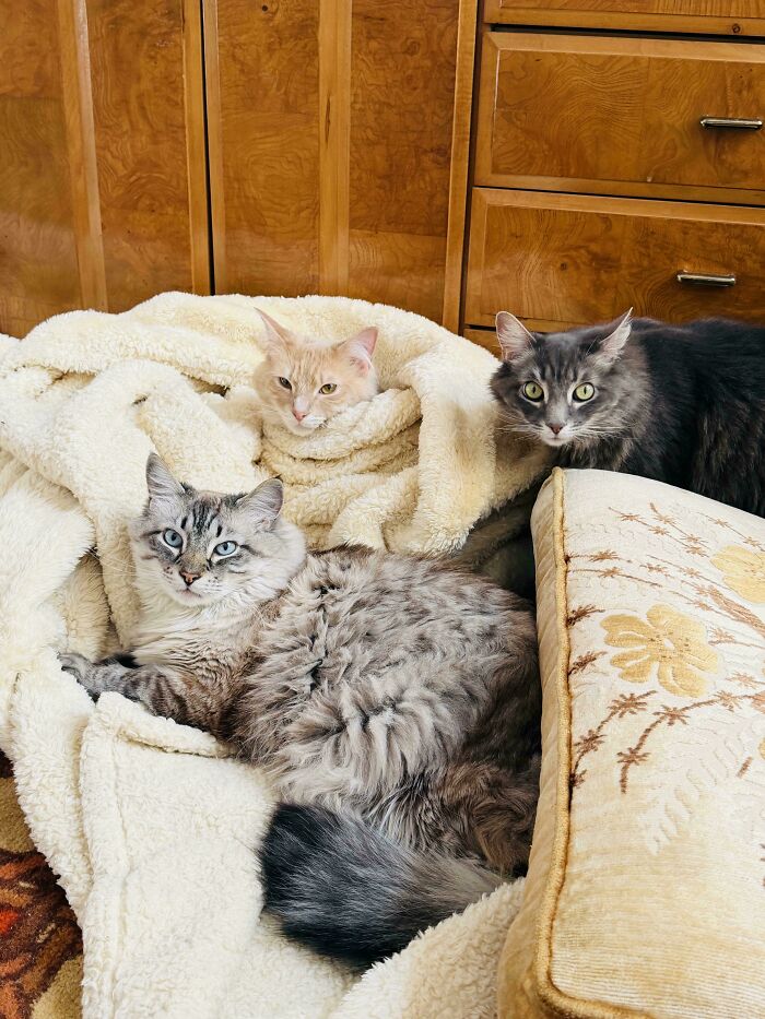 &ldquo;Council Of Cats&rdquo;: 80 Hilariously Adorable Cats Caught Planning Their Next Move (New Pics)