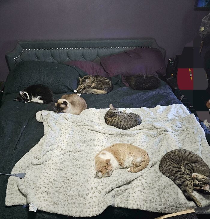 &ldquo;Council Of Cats&rdquo;: 80 Hilariously Adorable Cats Caught Planning Their Next Move (New Pics)
