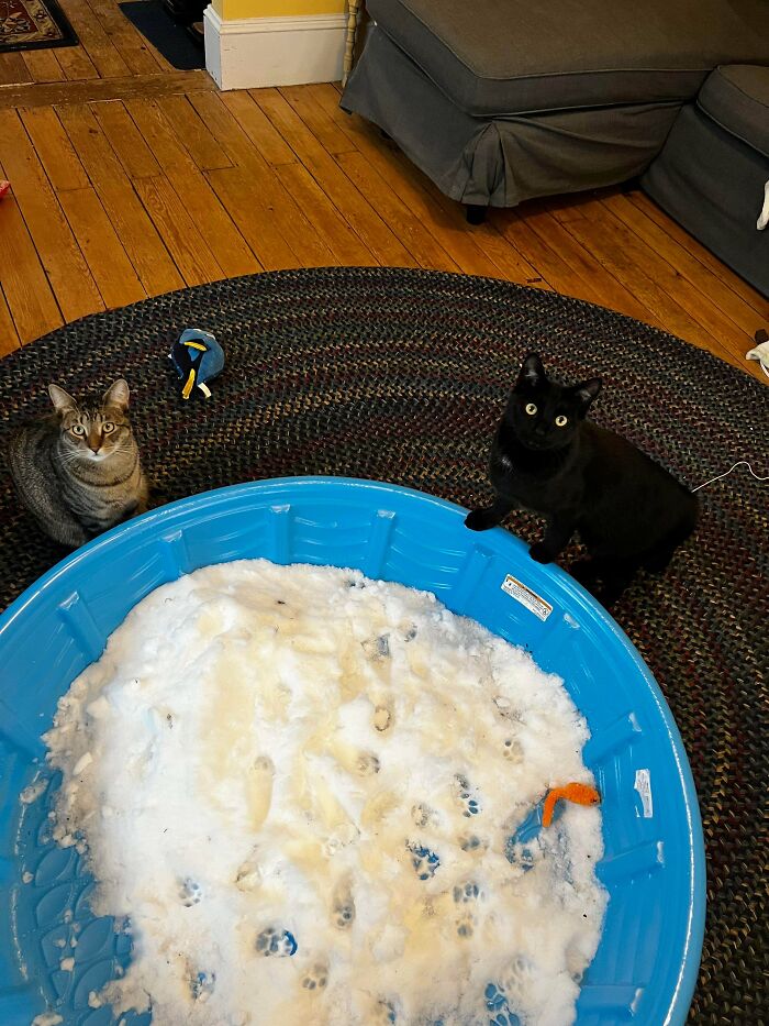 &ldquo;Council Of Cats&rdquo;: 80 Hilariously Adorable Cats Caught Planning Their Next Move (New Pics)