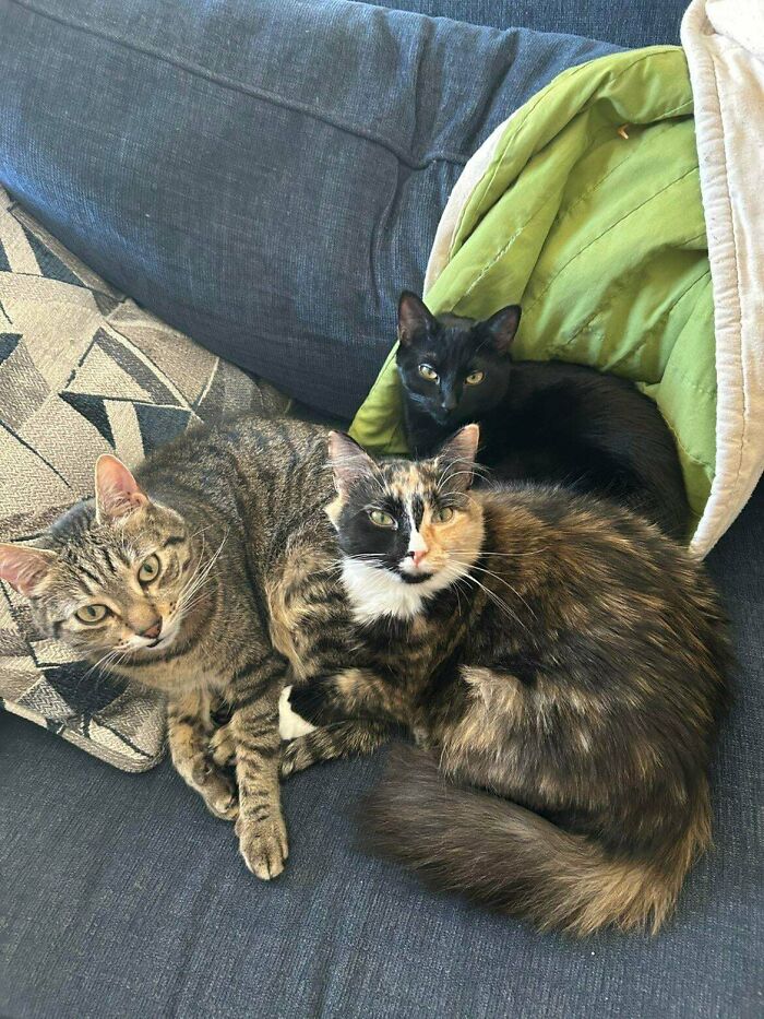 &ldquo;Council Of Cats&rdquo;: 80 Hilariously Adorable Cats Caught Planning Their Next Move (New Pics)
