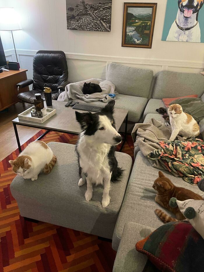 &ldquo;Council Of Cats&rdquo;: 80 Hilariously Adorable Cats Caught Planning Their Next Move (New Pics)