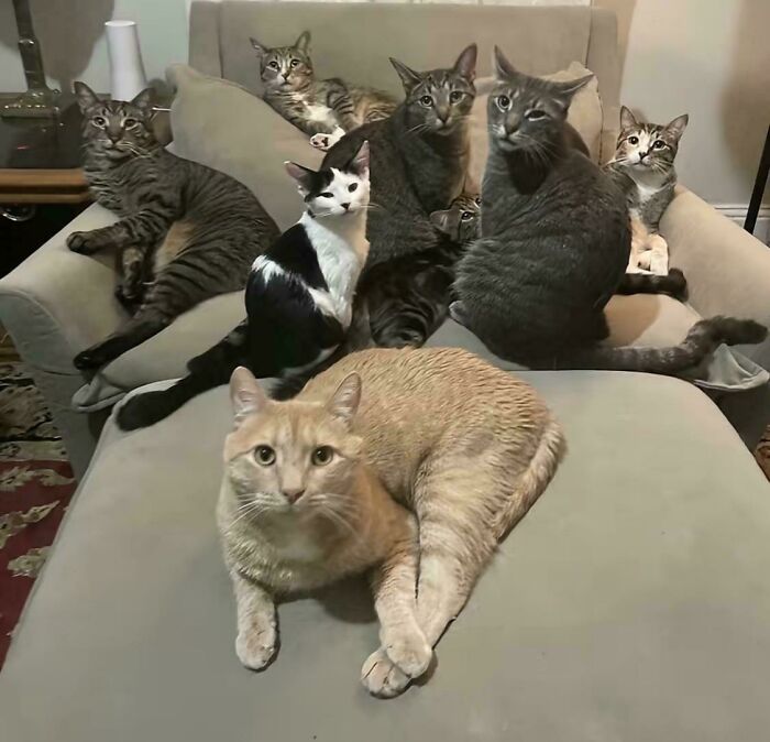 &ldquo;Council Of Cats&rdquo;: 80 Hilariously Adorable Cats Caught Planning Their Next Move (New Pics)