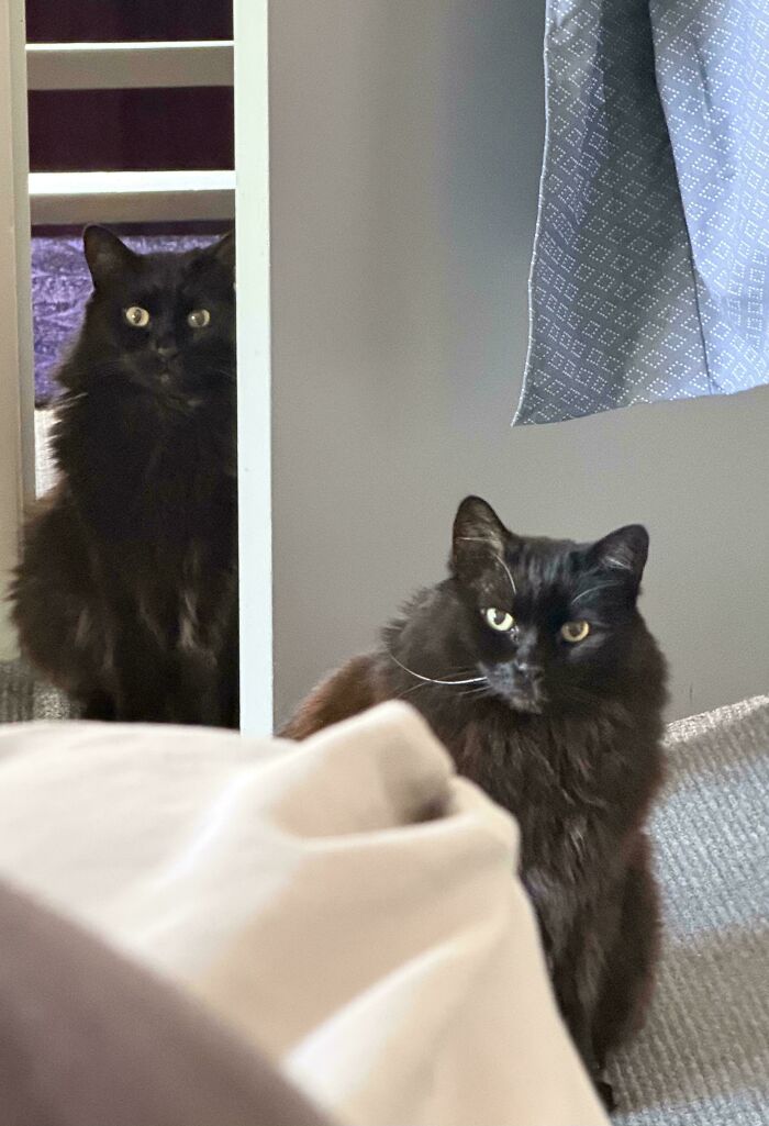 &ldquo;Council Of Cats&rdquo;: 80 Hilariously Adorable Cats Caught Planning Their Next Move (New Pics)