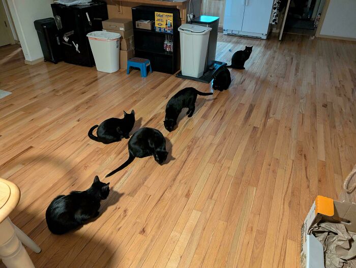 &ldquo;Council Of Cats&rdquo;: 80 Hilariously Adorable Cats Caught Planning Their Next Move (New Pics)