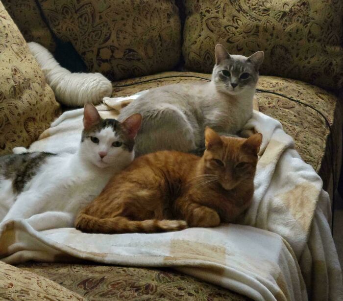 &ldquo;Council Of Cats&rdquo;: 80 Hilariously Adorable Cats Caught Planning Their Next Move (New Pics)