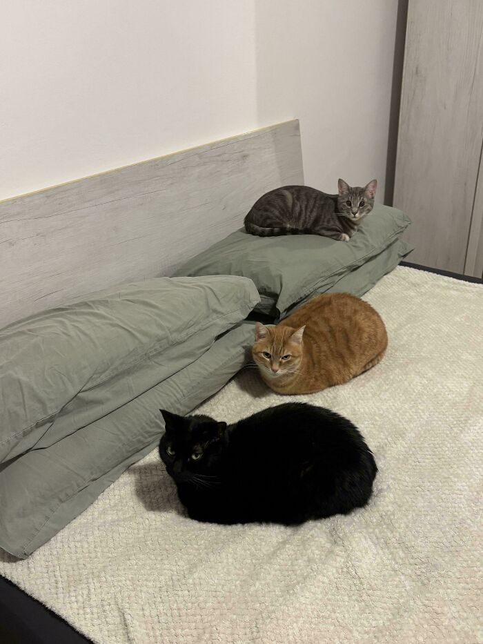 &ldquo;Council Of Cats&rdquo;: 80 Hilariously Adorable Cats Caught Planning Their Next Move (New Pics)
