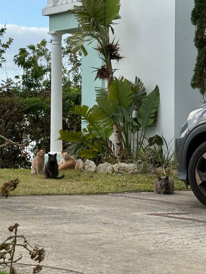 &ldquo;Council Of Cats&rdquo;: 80 Hilariously Adorable Cats Caught Planning Their Next Move (New Pics)