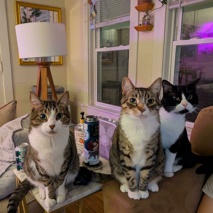 &ldquo;Council Of Cats&rdquo;: 80 Hilariously Adorable Cats Caught Planning Their Next Move (New Pics)