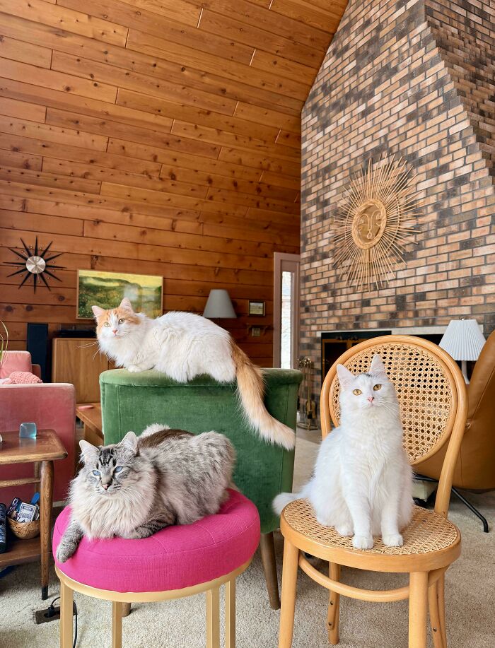 &ldquo;Council Of Cats&rdquo;: 80 Hilariously Adorable Cats Caught Planning Their Next Move (New Pics)