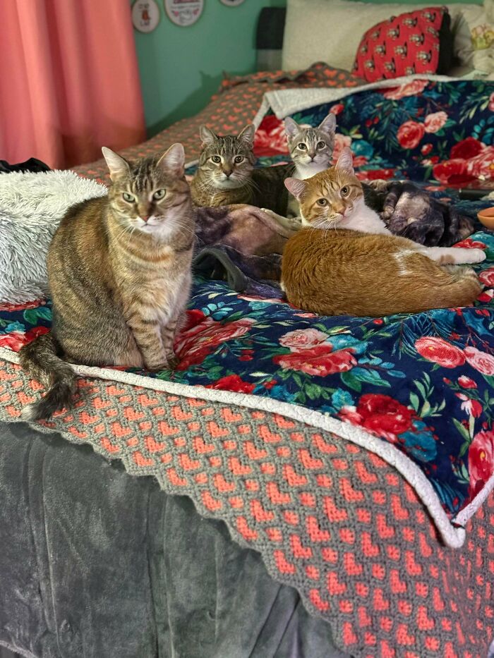 &ldquo;Council Of Cats&rdquo;: 80 Hilariously Adorable Cats Caught Planning Their Next Move (New Pics)