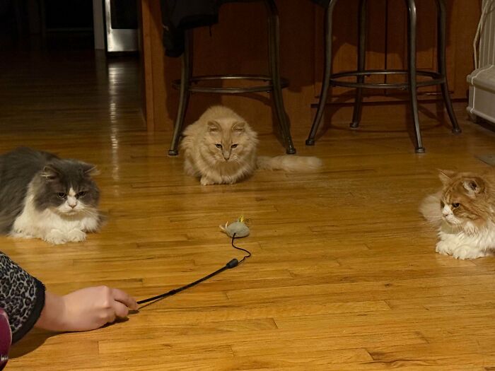 &ldquo;Council Of Cats&rdquo;: 80 Hilariously Adorable Cats Caught Planning Their Next Move (New Pics)