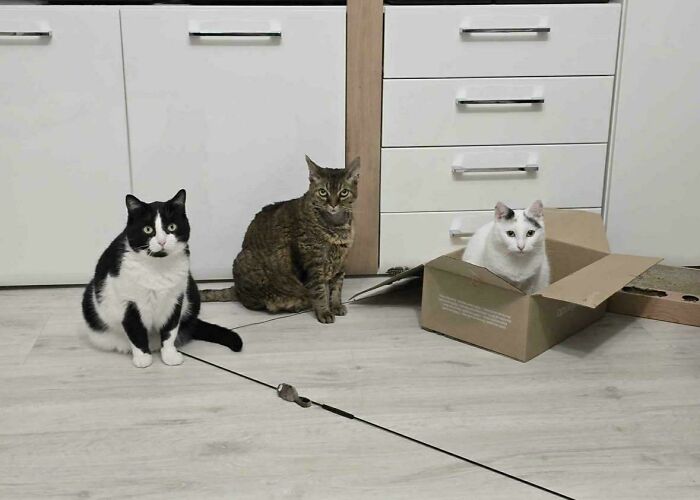 &ldquo;Council Of Cats&rdquo;: 80 Hilariously Adorable Cats Caught Planning Their Next Move (New Pics)