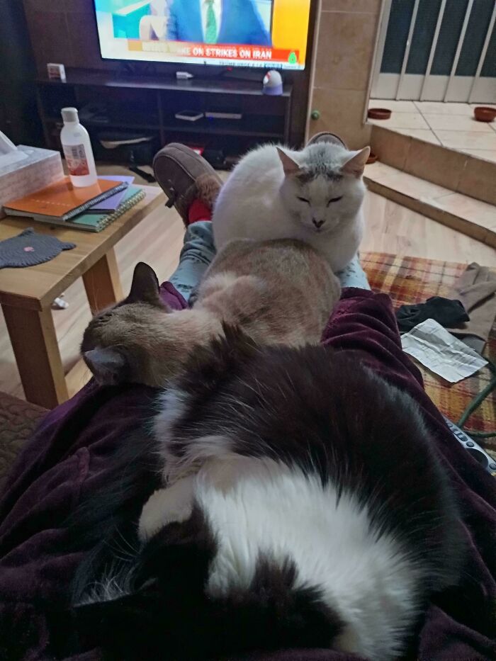 &ldquo;Council Of Cats&rdquo;: 80 Hilariously Adorable Cats Caught Planning Their Next Move (New Pics)