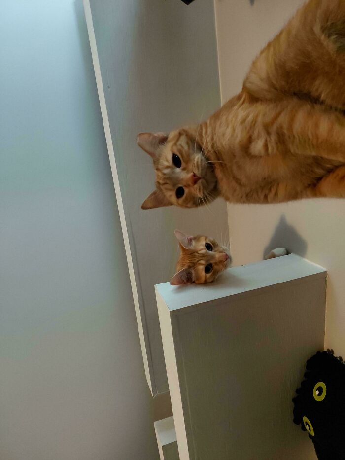 &ldquo;Council Of Cats&rdquo;: 80 Hilariously Adorable Cats Caught Planning Their Next Move (New Pics)
