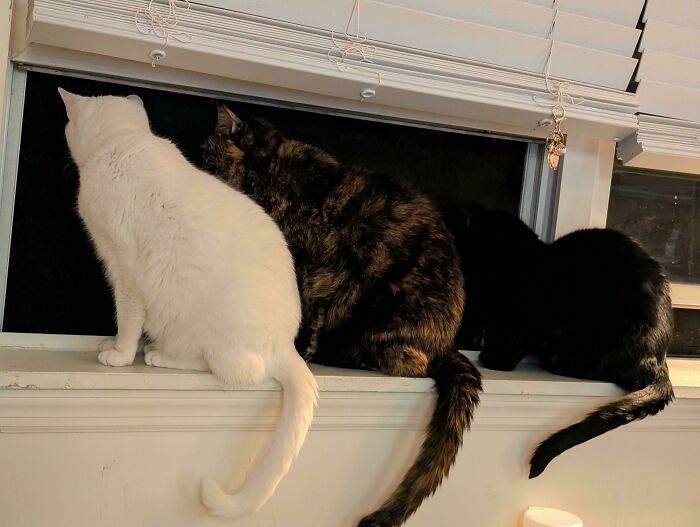&ldquo;Council Of Cats&rdquo;: 80 Hilariously Adorable Cats Caught Planning Their Next Move (New Pics)