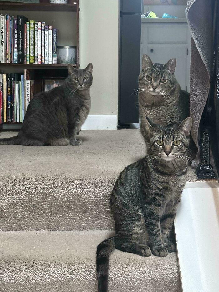 &ldquo;Council Of Cats&rdquo;: 80 Hilariously Adorable Cats Caught Planning Their Next Move (New Pics)
