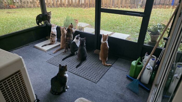 &ldquo;Council Of Cats&rdquo;: 80 Hilariously Adorable Cats Caught Planning Their Next Move (New Pics)