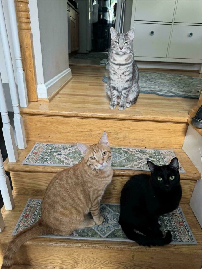 &ldquo;Council Of Cats&rdquo;: 80 Hilariously Adorable Cats Caught Planning Their Next Move (New Pics)