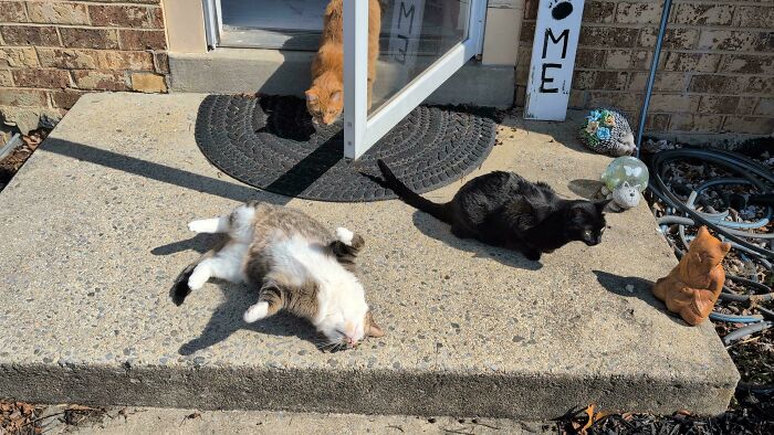 &ldquo;Council Of Cats&rdquo;: 80 Hilariously Adorable Cats Caught Planning Their Next Move (New Pics)
