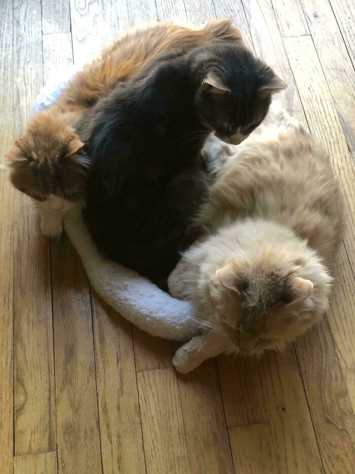 &ldquo;Council Of Cats&rdquo;: 80 Hilariously Adorable Cats Caught Planning Their Next Move (New Pics)