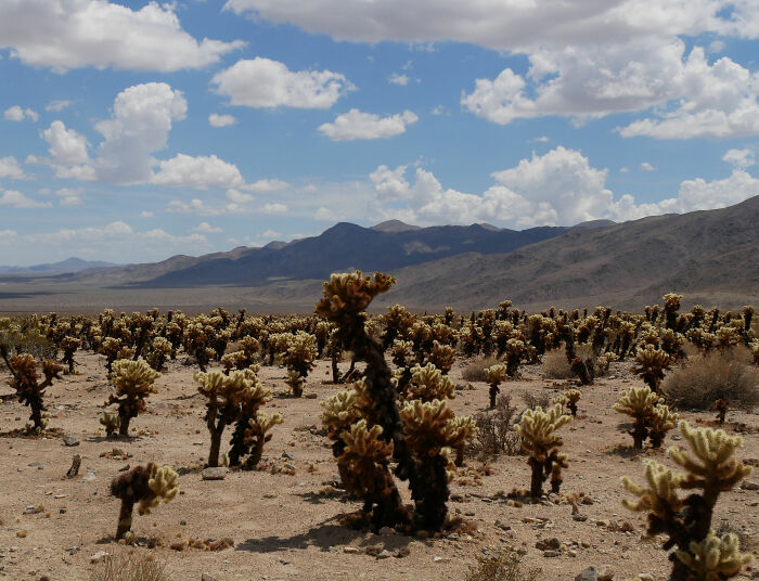 Mysterious Discovery Made In The Mojave Desert Could Change Our Understanding Of Ancient American History Mysterious Discovery Made In The Mojave Desert Could Change Our Understanding Of Ancient American History