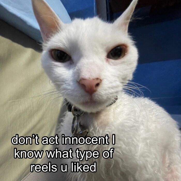This Devon Rex Cat’s Instagram Is Pure Serotonin, Here Are 30 Of Its Cutest Moments This Devon Rex Cat’s Instagram Is Pure Serotonin, Here Are 30 Of Its Cutest Moments