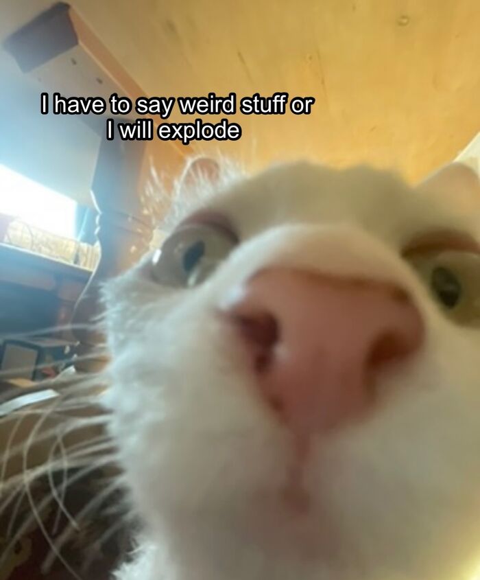 This Devon Rex Cat’s Instagram Is Pure Serotonin, Here Are 30 Of Its Cutest Moments This Devon Rex Cat’s Instagram Is Pure Serotonin, Here Are 30 Of Its Cutest Moments