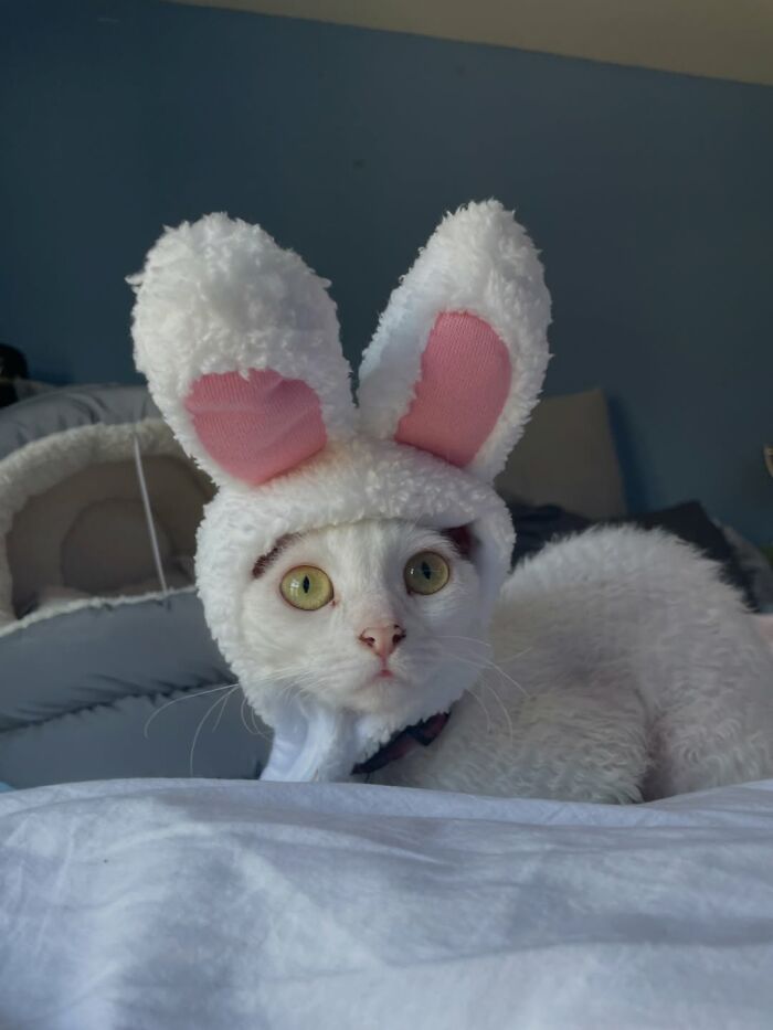 This Devon Rex Cat’s Instagram Is Pure Serotonin, Here Are 30 Of Its Cutest Moments This Devon Rex Cat’s Instagram Is Pure Serotonin, Here Are 30 Of Its Cutest Moments