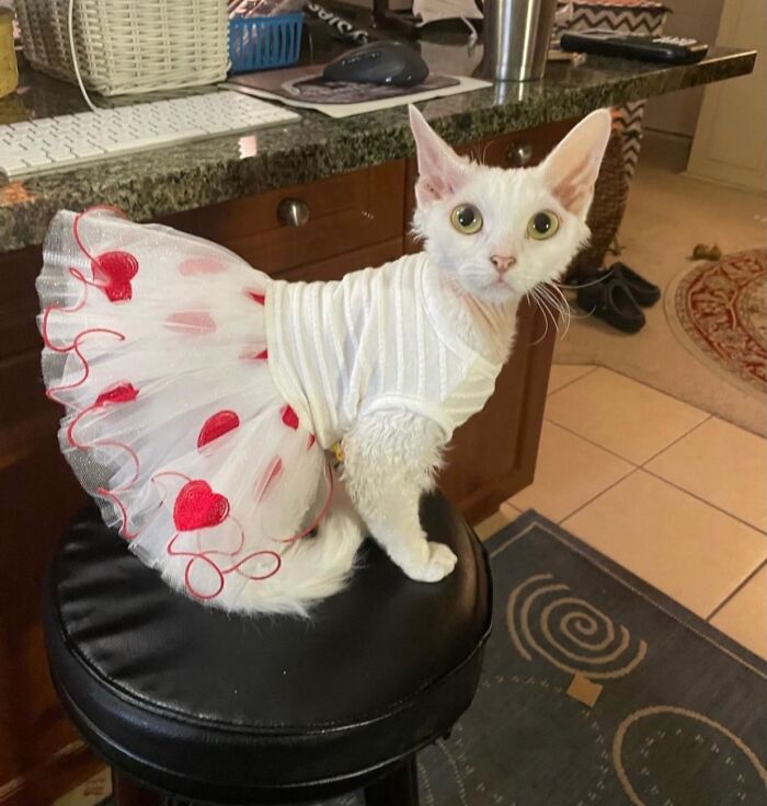 This Devon Rex Cat’s Instagram Is Pure Serotonin, Here Are 30 Of Its Cutest Moments This Devon Rex Cat’s Instagram Is Pure Serotonin, Here Are 30 Of Its Cutest Moments