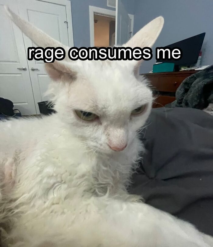 This Devon Rex Cat’s Instagram Is Pure Serotonin, Here Are 30 Of Its Cutest Moments This Devon Rex Cat’s Instagram Is Pure Serotonin, Here Are 30 Of Its Cutest Moments