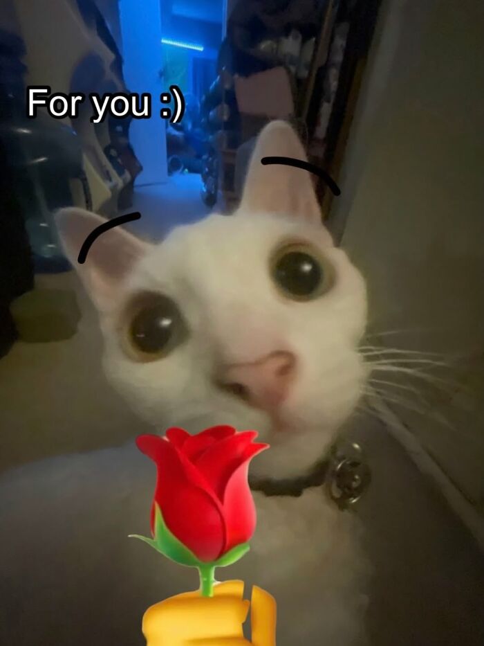 This Devon Rex Cat’s Instagram Is Pure Serotonin, Here Are 30 Of Its Cutest Moments This Devon Rex Cat’s Instagram Is Pure Serotonin, Here Are 30 Of Its Cutest Moments