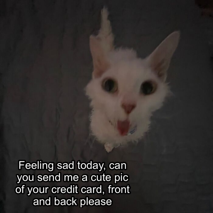This Devon Rex Cat’s Instagram Is Pure Serotonin, Here Are 30 Of Its Cutest Moments This Devon Rex Cat’s Instagram Is Pure Serotonin, Here Are 30 Of Its Cutest Moments