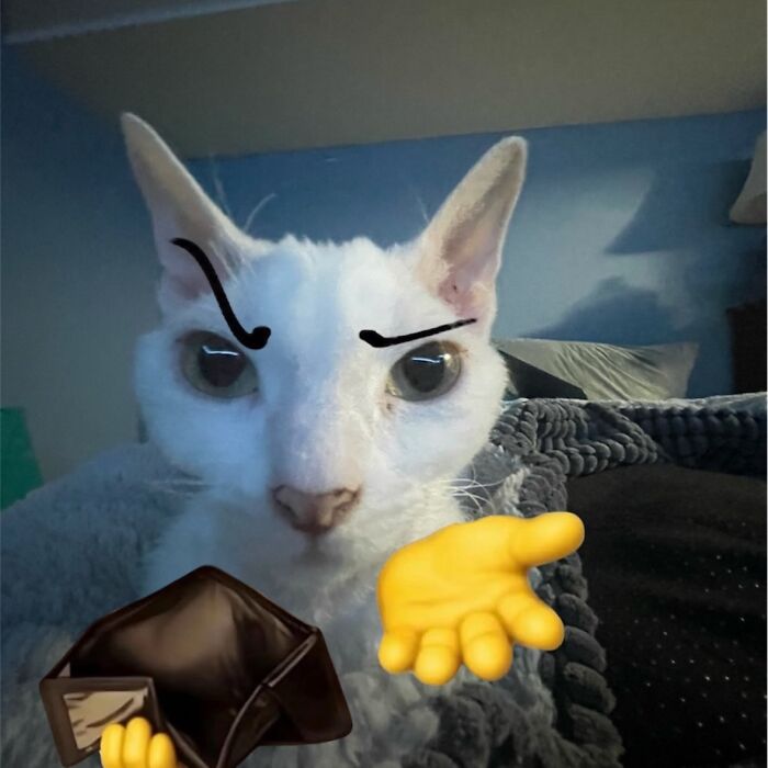 This Devon Rex Cat’s Instagram Is Pure Serotonin, Here Are 30 Of Its Cutest Moments This Devon Rex Cat’s Instagram Is Pure Serotonin, Here Are 30 Of Its Cutest Moments