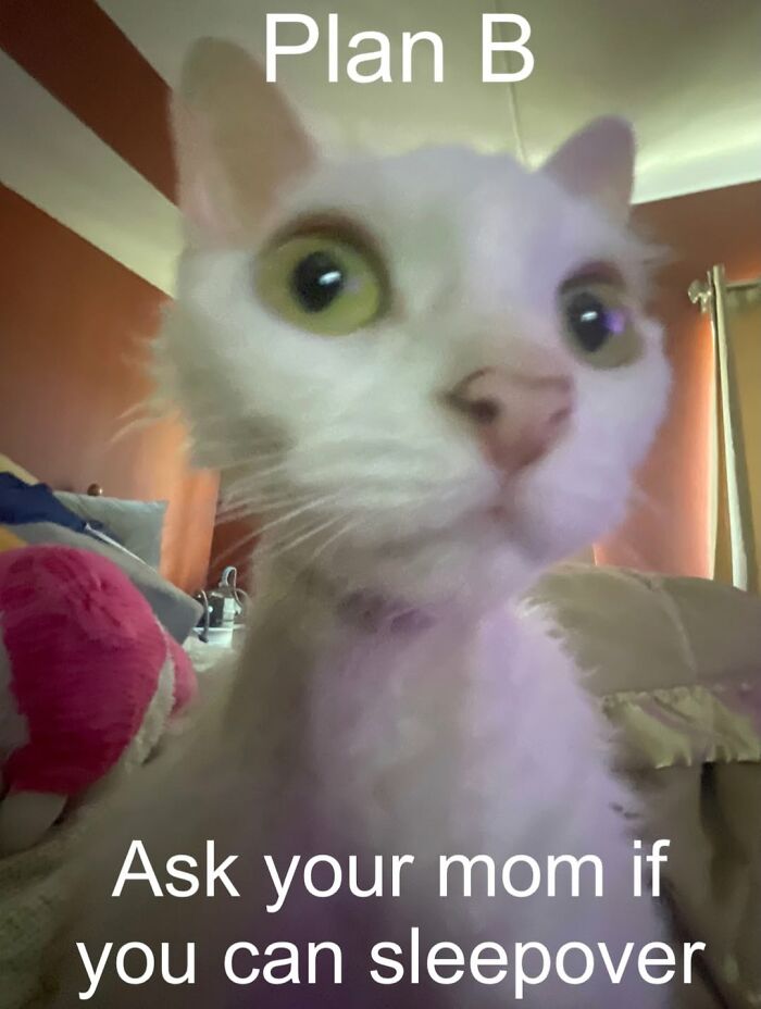 This Devon Rex Cat’s Instagram Is Pure Serotonin, Here Are 30 Of Its Cutest Moments This Devon Rex Cat’s Instagram Is Pure Serotonin, Here Are 30 Of Its Cutest Moments