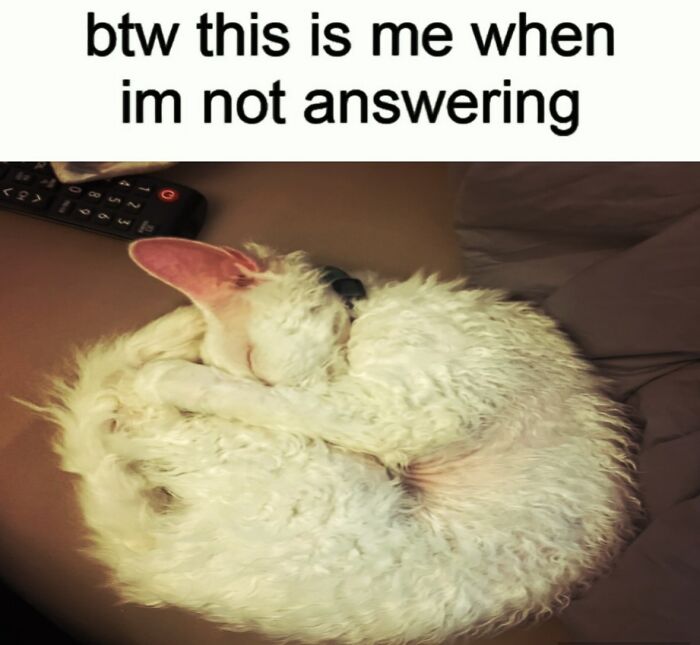 This Devon Rex Cat’s Instagram Is Pure Serotonin, Here Are 30 Of Its Cutest Moments This Devon Rex Cat’s Instagram Is Pure Serotonin, Here Are 30 Of Its Cutest Moments