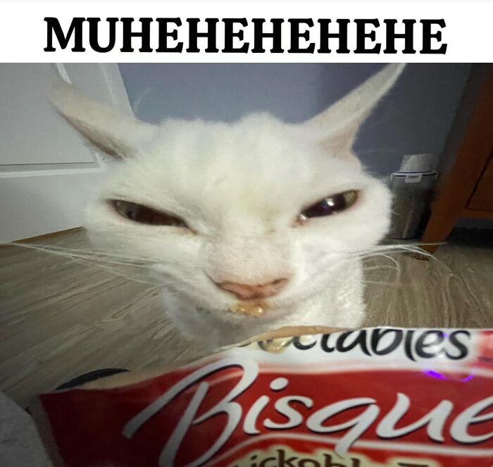 This Devon Rex Cat’s Instagram Is Pure Serotonin, Here Are 30 Of Its Cutest Moments This Devon Rex Cat’s Instagram Is Pure Serotonin, Here Are 30 Of Its Cutest Moments