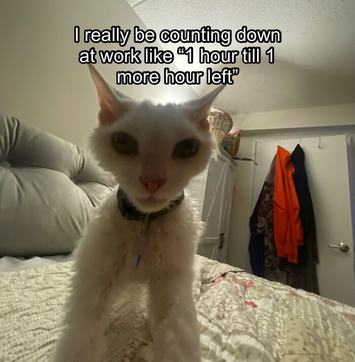 This Devon Rex Cat’s Instagram Is Pure Serotonin, Here Are 30 Of Its Cutest Moments This Devon Rex Cat’s Instagram Is Pure Serotonin, Here Are 30 Of Its Cutest Moments