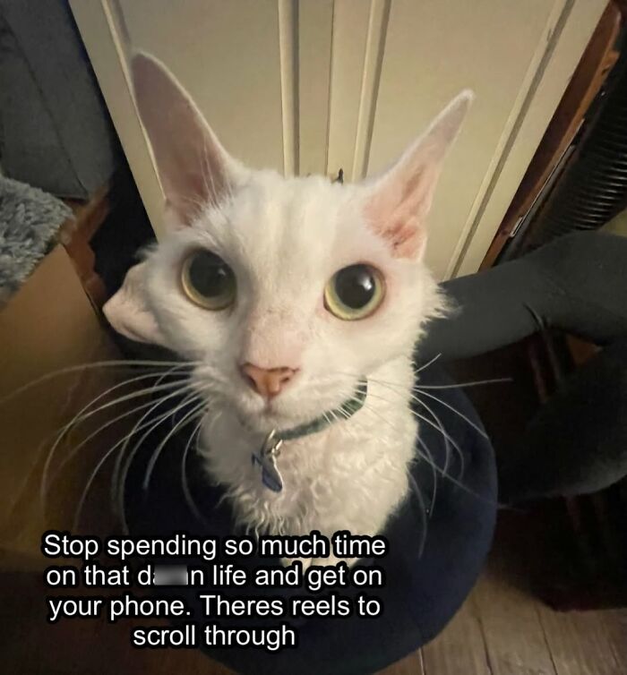 This Devon Rex Cat’s Instagram Is Pure Serotonin, Here Are 30 Of Its Cutest Moments This Devon Rex Cat’s Instagram Is Pure Serotonin, Here Are 30 Of Its Cutest Moments