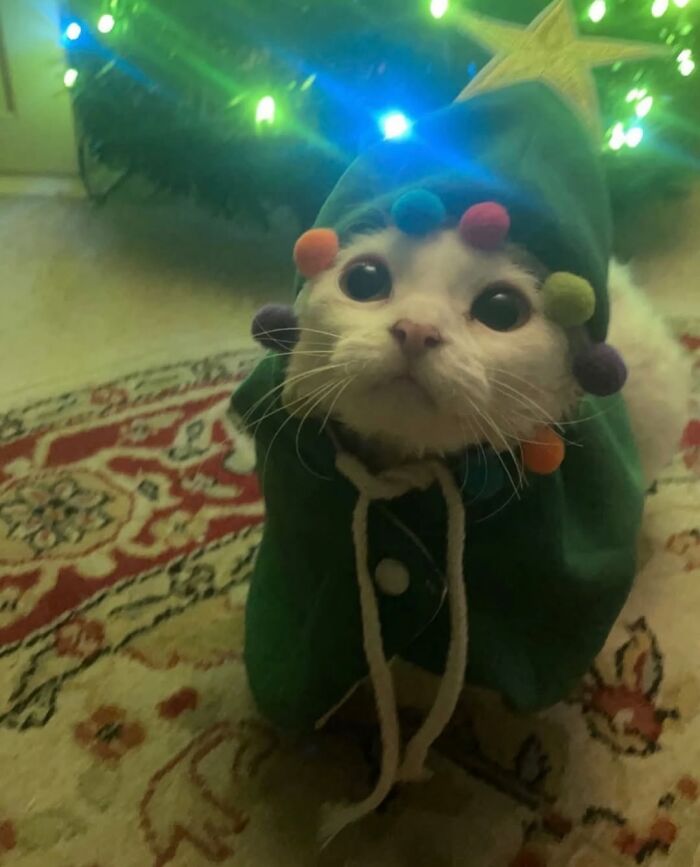 This Devon Rex Cat’s Instagram Is Pure Serotonin, Here Are 30 Of Its Cutest Moments This Devon Rex Cat’s Instagram Is Pure Serotonin, Here Are 30 Of Its Cutest Moments