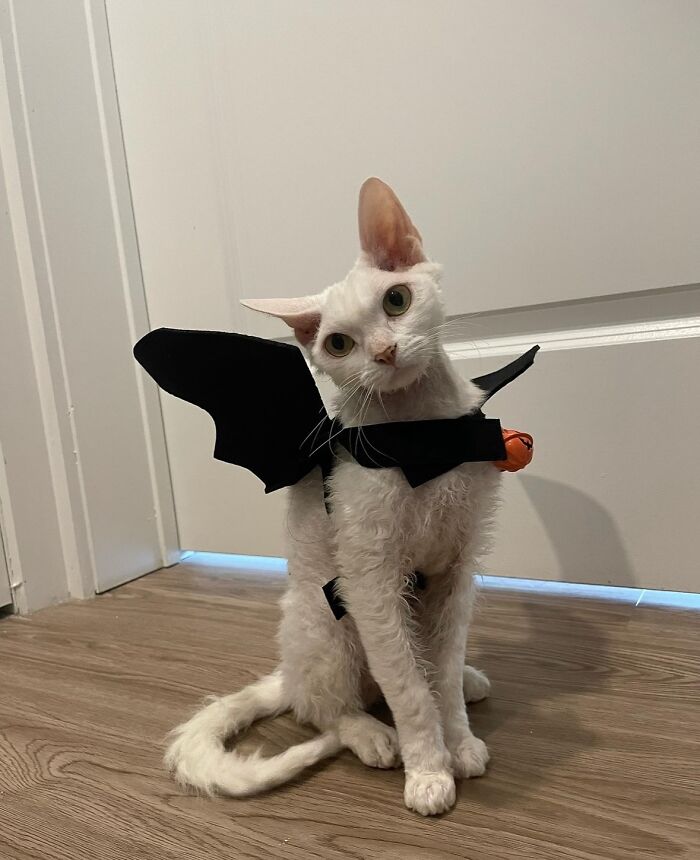 This Devon Rex Cat’s Instagram Is Pure Serotonin, Here Are 30 Of Its Cutest Moments This Devon Rex Cat’s Instagram Is Pure Serotonin, Here Are 30 Of Its Cutest Moments