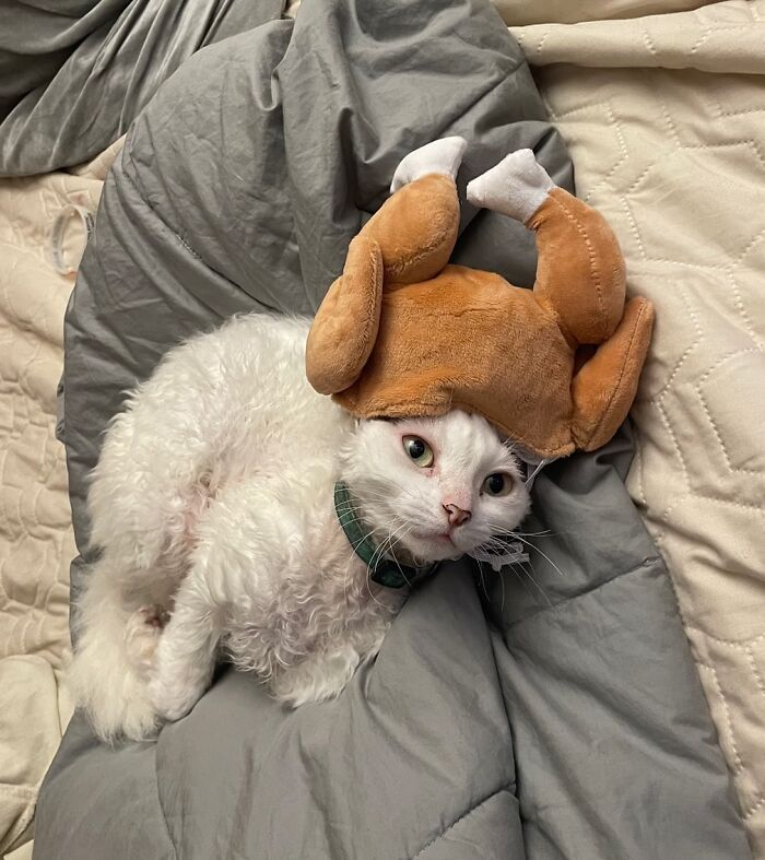 This Devon Rex Cat’s Instagram Is Pure Serotonin, Here Are 30 Of Its Cutest Moments This Devon Rex Cat’s Instagram Is Pure Serotonin, Here Are 30 Of Its Cutest Moments