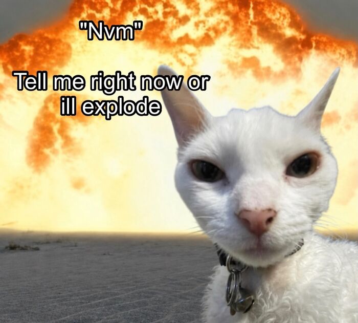 This Devon Rex Cat’s Instagram Is Pure Serotonin, Here Are 30 Of Its Cutest Moments This Devon Rex Cat’s Instagram Is Pure Serotonin, Here Are 30 Of Its Cutest Moments