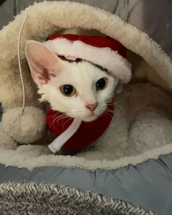 This Devon Rex Cat’s Instagram Is Pure Serotonin, Here Are 30 Of Its Cutest Moments This Devon Rex Cat’s Instagram Is Pure Serotonin, Here Are 30 Of Its Cutest Moments