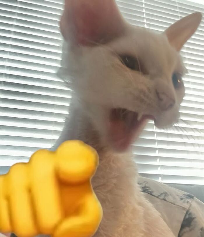 This Devon Rex Cat’s Instagram Is Pure Serotonin, Here Are 30 Of Its Cutest Moments This Devon Rex Cat’s Instagram Is Pure Serotonin, Here Are 30 Of Its Cutest Moments